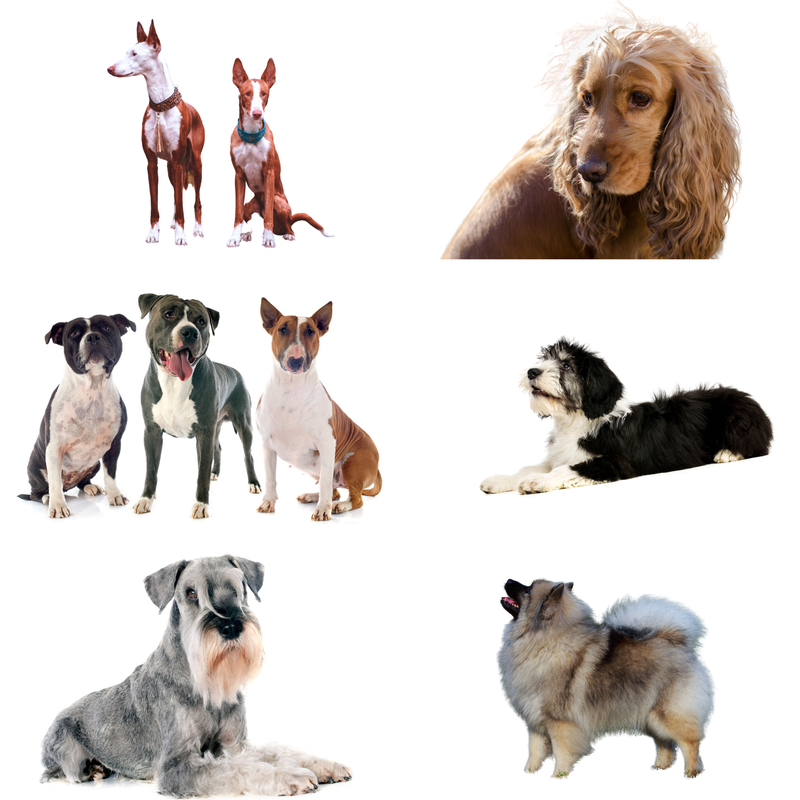 Dogs like cockspaniels, chow chows, bull terriers and pharaoh hounds