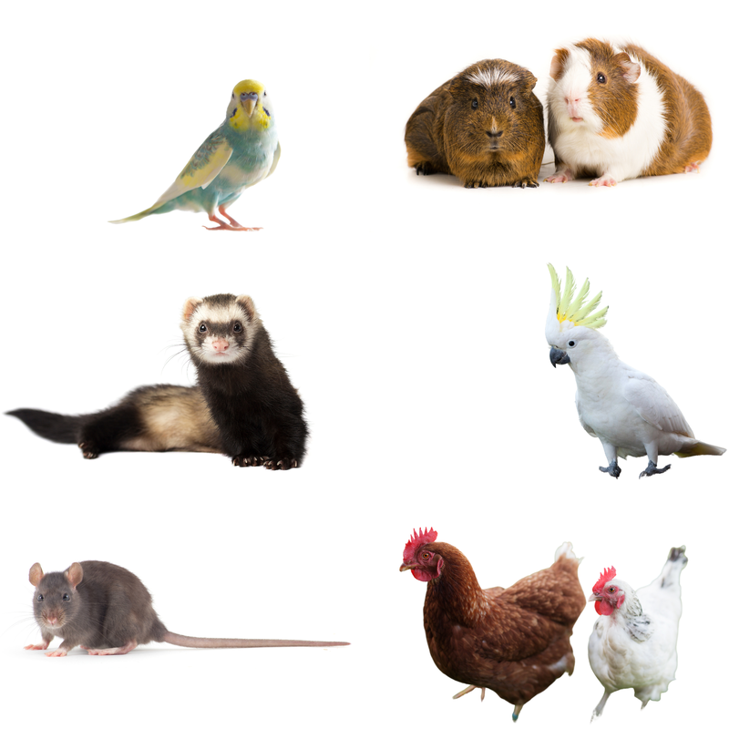A budgie, a ferret, guinea pigs, cockatoos, rates and chickens