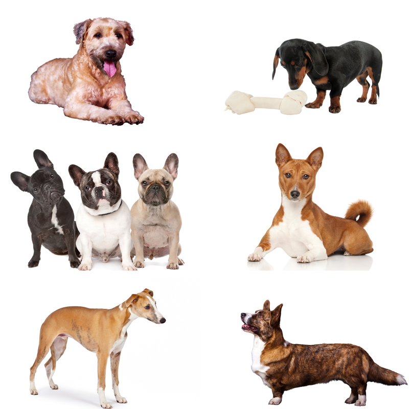 Dogs, daschunds, corgi, terriers, boston terriers and a besenji