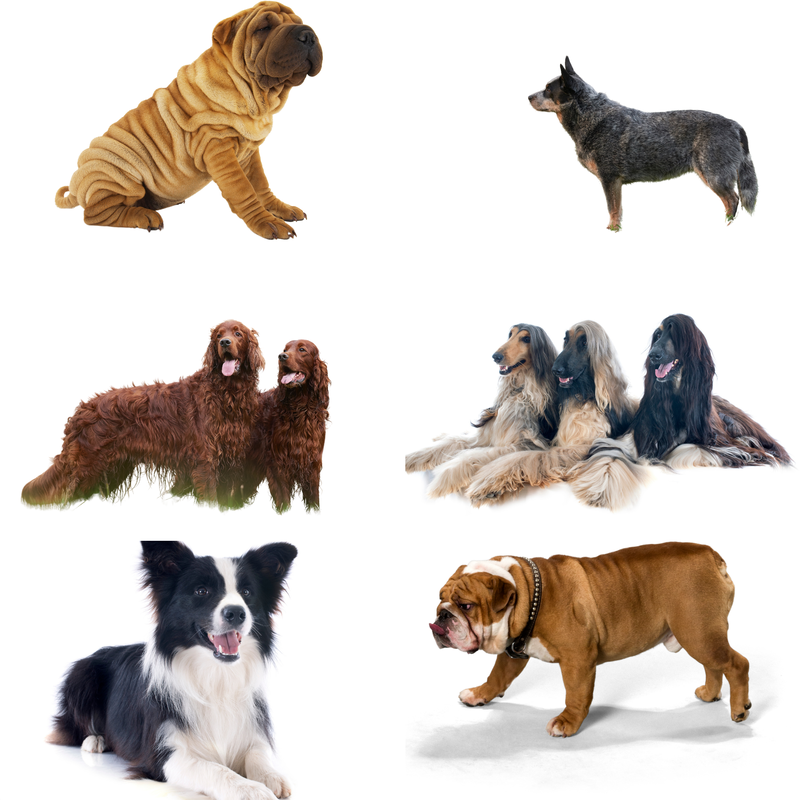 Dogs, shar pei, cattle dog, red setter, border collie, bulldog, afghan hounds