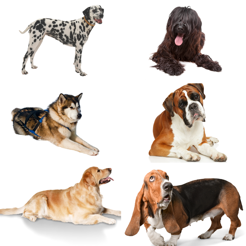 Boxer dog, dalmation, golden retriever, Malamute, basset hound