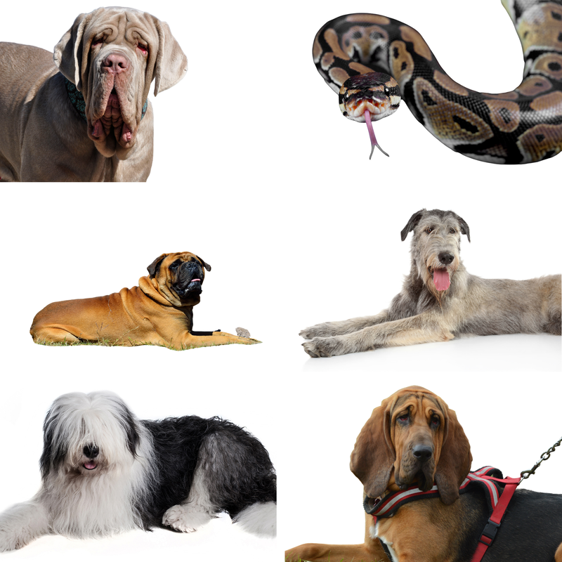 Huge boa constrictor, bloodhound, wolfhound, mastiff, old english sheep dog and a neopolitan mastiff